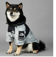 Pet Shell Jacket